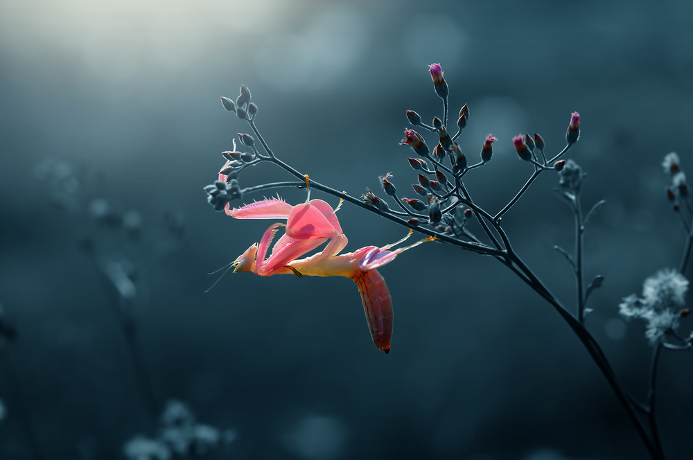 Orchid Mantis von Andri Priyadi