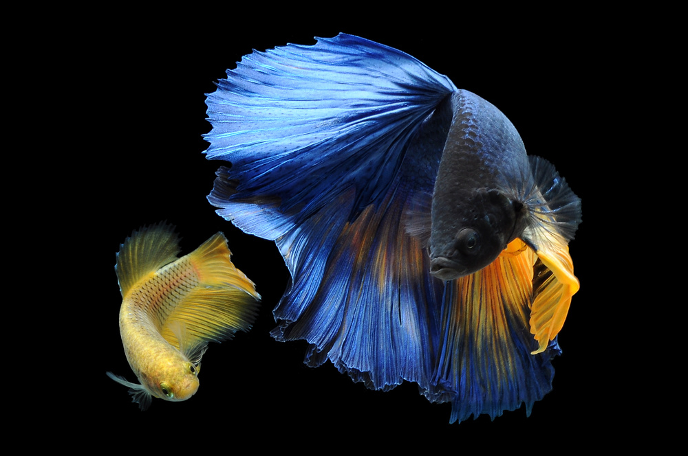 Pair Betta Fish von Andri Priyadi