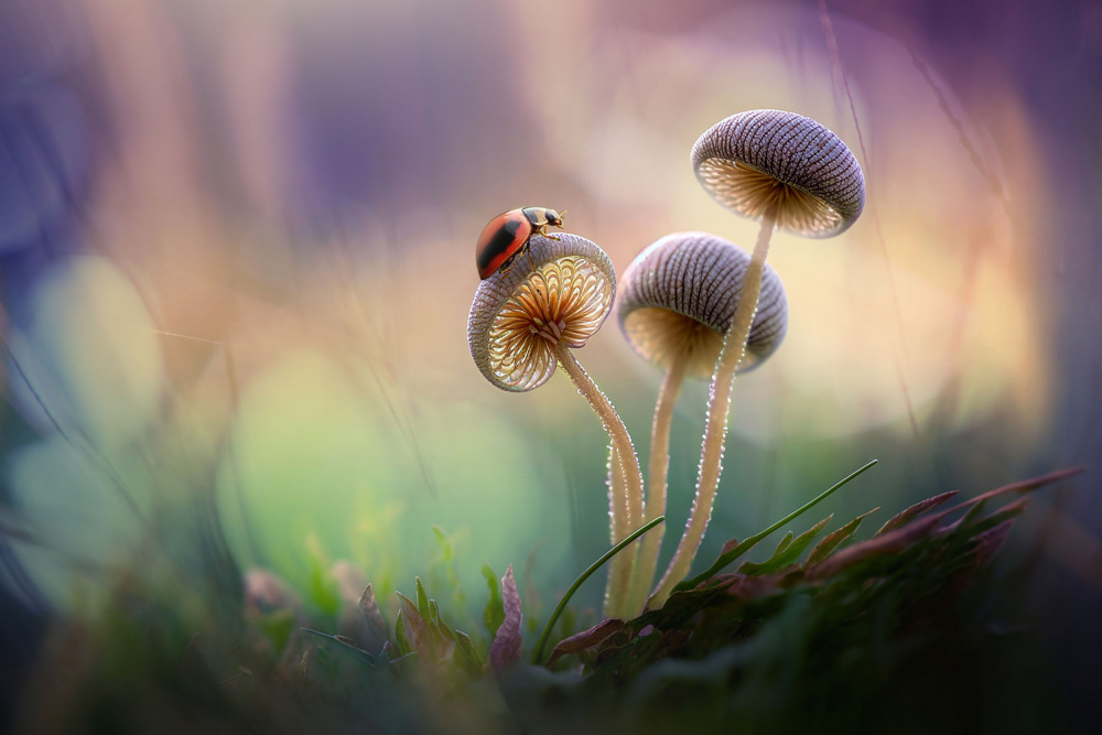 Mushroom with Ladybug von Andri Priyadi