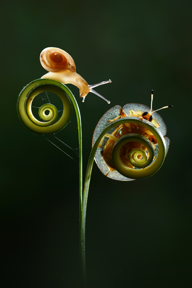 Snail with Ladybugs von Andri Priyadi