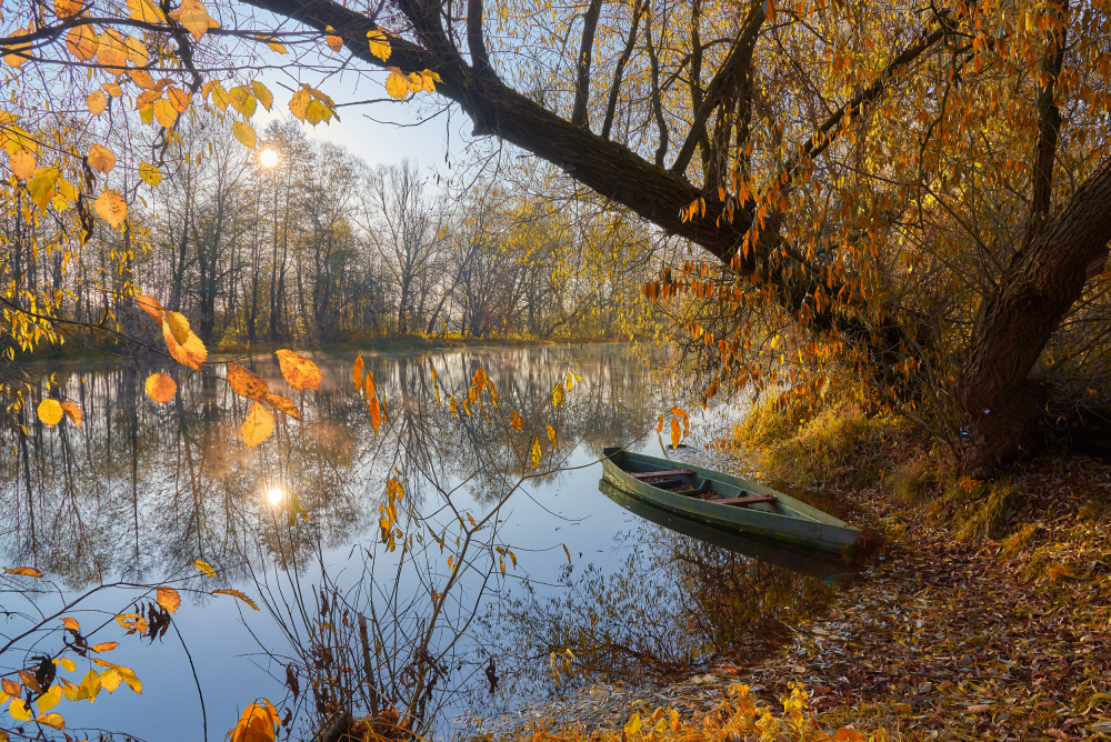 Golden autumn von Andrii Kazun