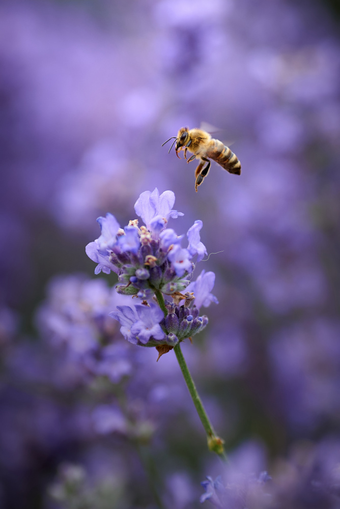 Lavender flight... von Andrii Kazun