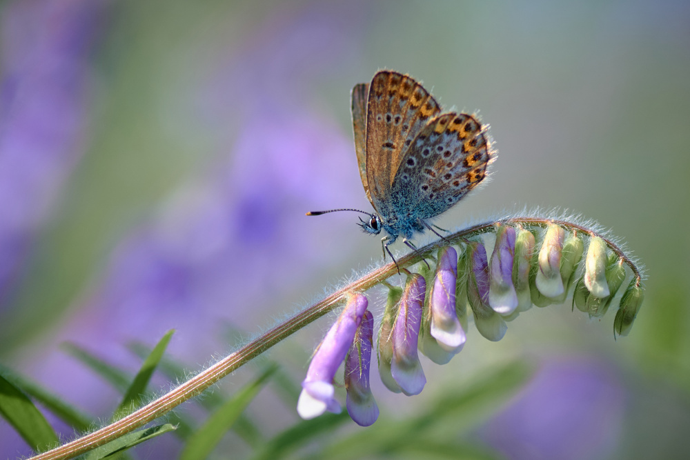 Micro world... von Andrii Kazun