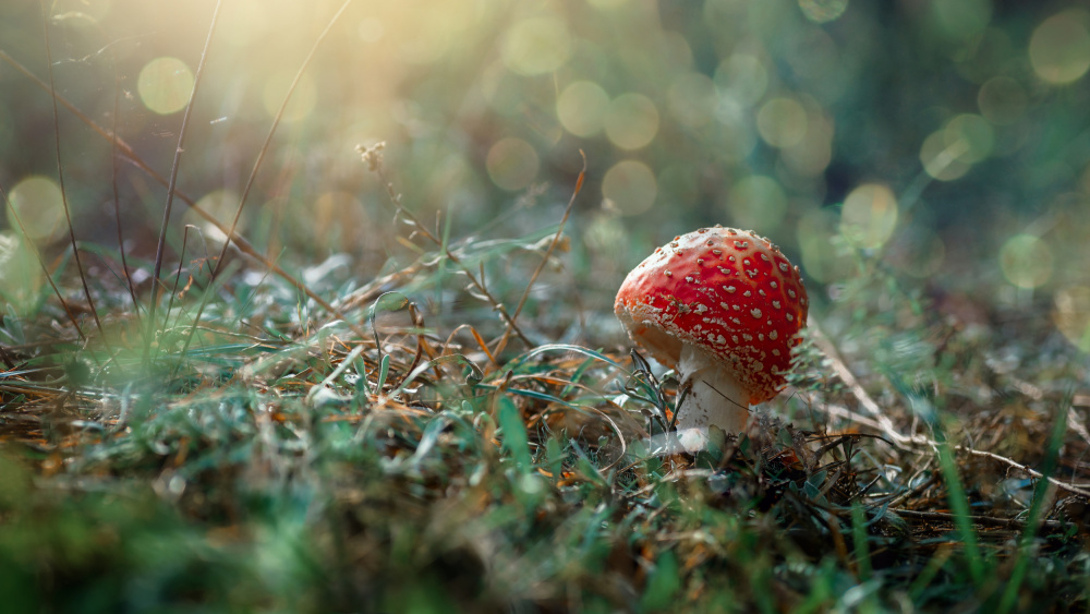 Red hat... von Andrii Kazun