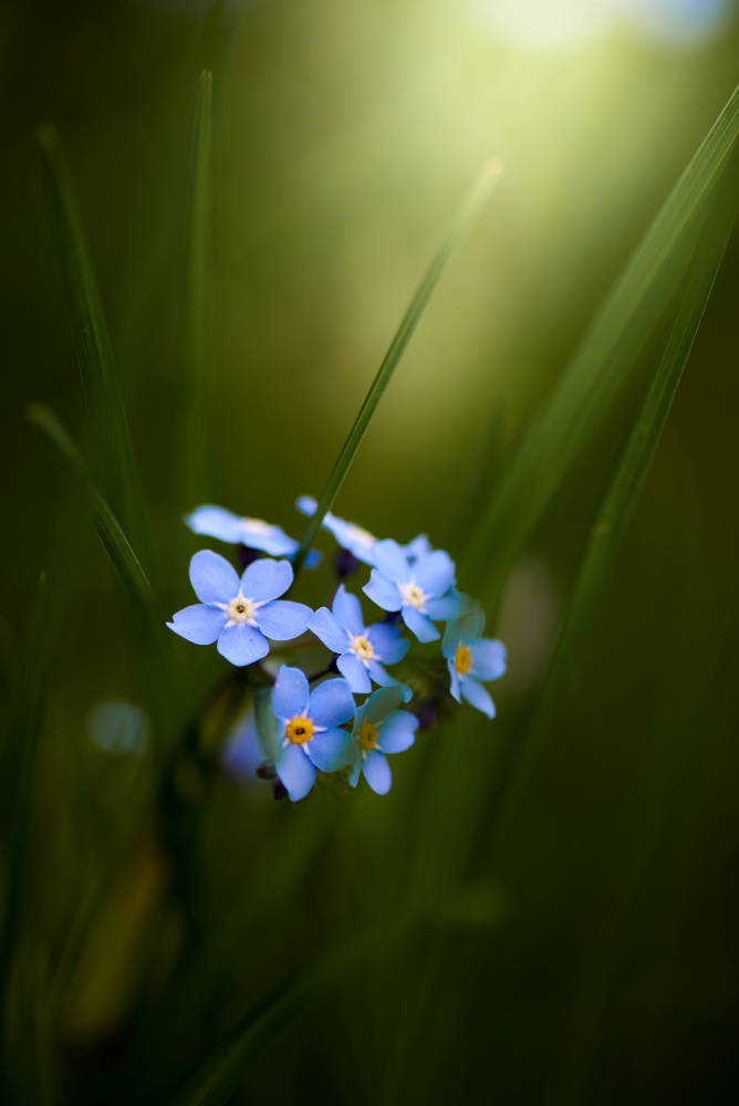 Forget-me-not von Andrii Kazun