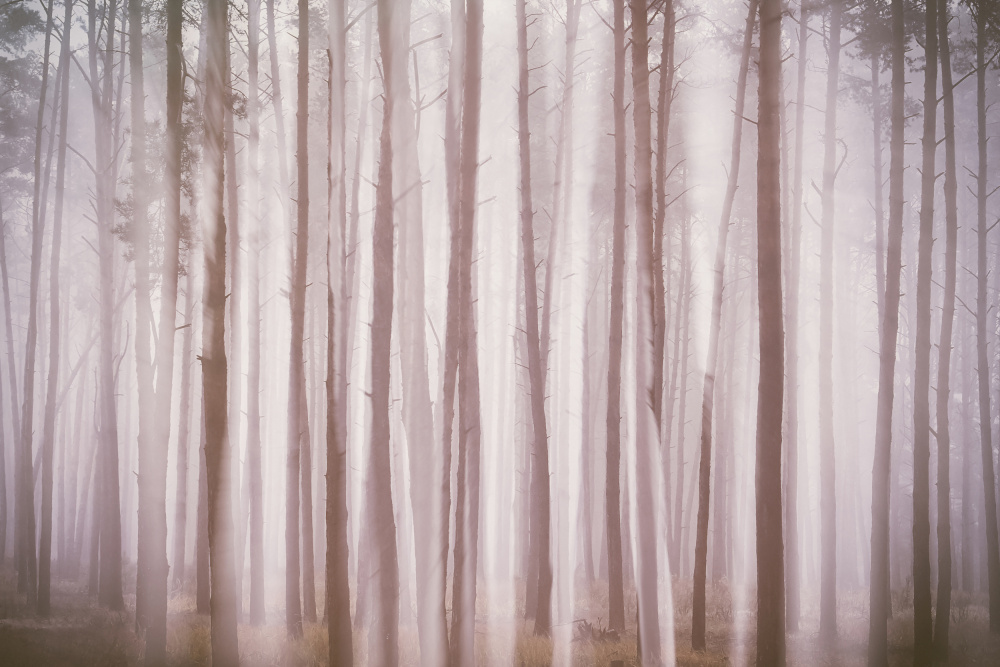 Ghosts In The Fog von Andrii Maykovskyi