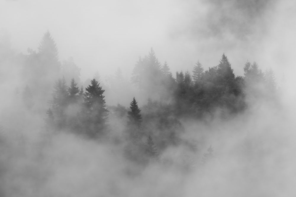 autumn II von Andy Dauer