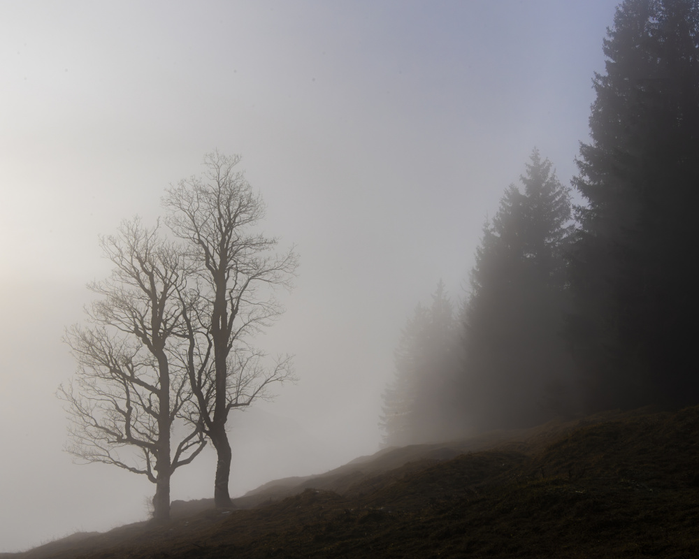 soft colors von Andy Dauer