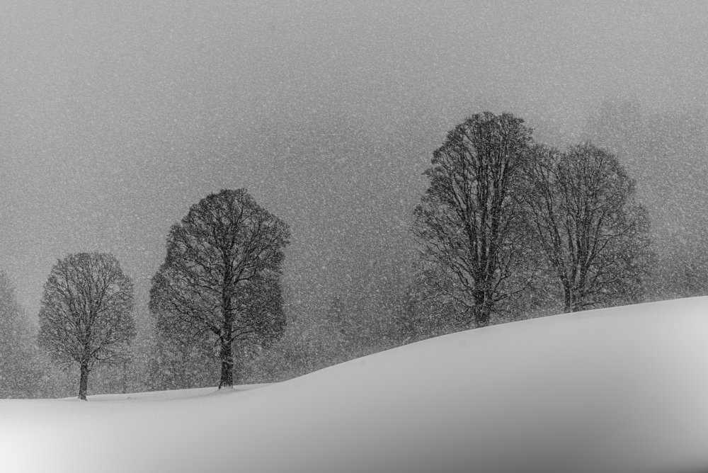 snow white von Andy Dauer