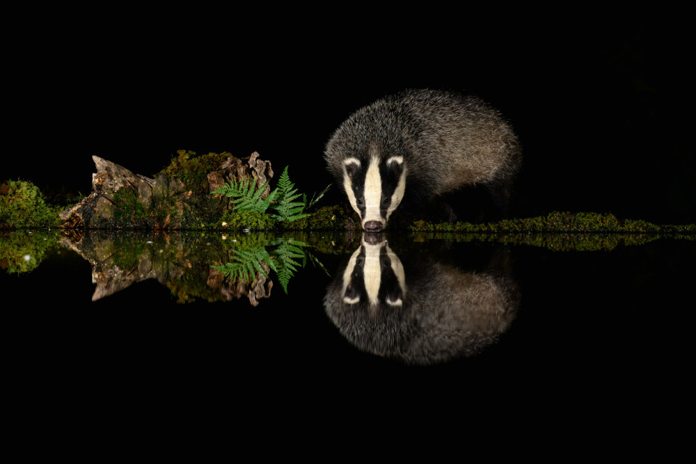 Thirsty Badger von Andy Dean