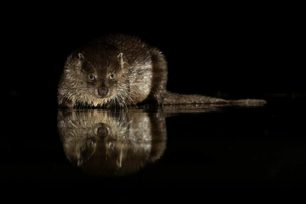 Otterly beautiful... von Andy Dean