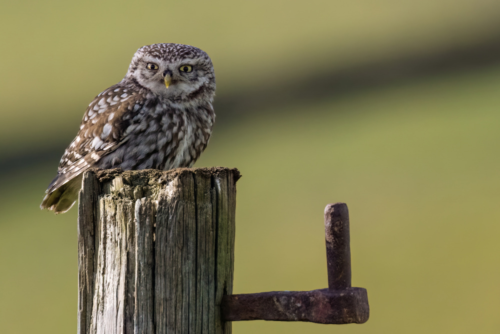 Gatepost Owl von Andy Dean