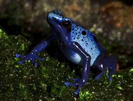 Dendrobates tinctorius azureus von Andy Hunger