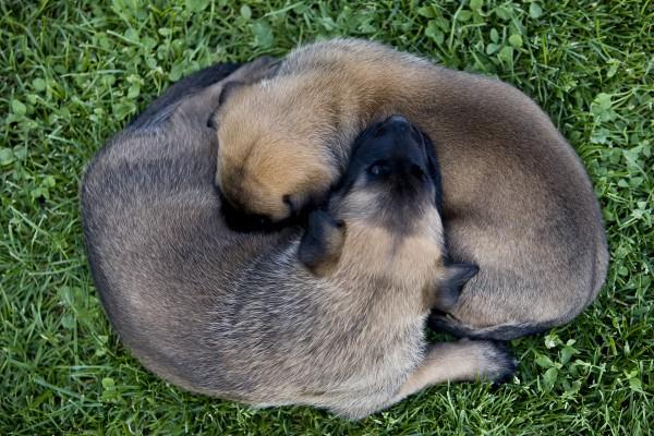 Malinois-Welpen 3 von Andy Hunger