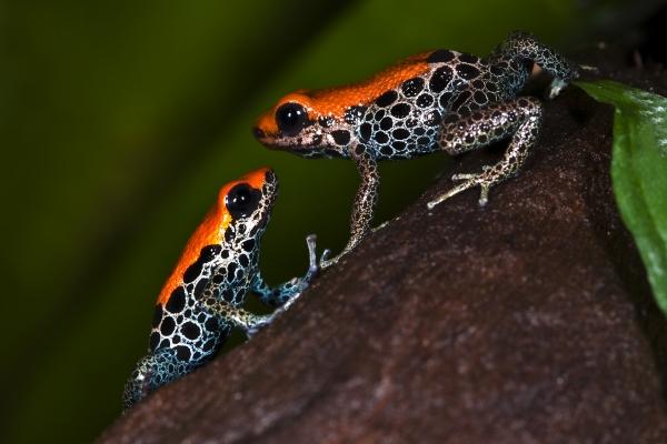 Pfeilgiftfrosch - Ranitomeya reticulata von Andy Hunger