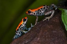 Pfeilgiftfrosch - Ranitomeya reticulata