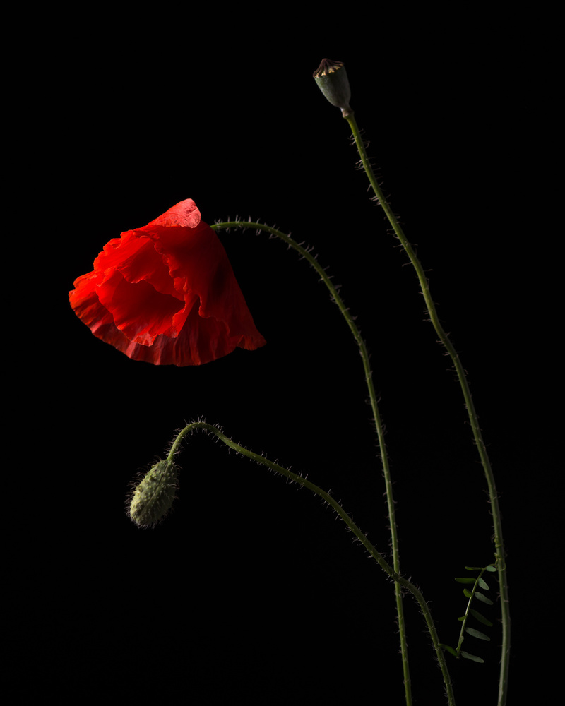 Poppies von Aneta Mrożek