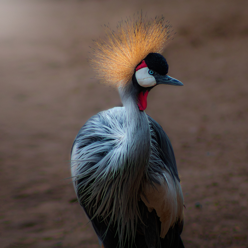 On guard von Angel Barrera