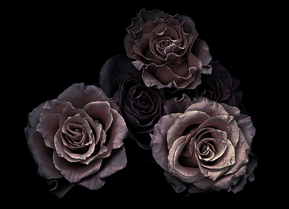 Roses von Angel Julie