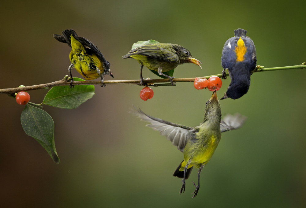 Time to Eat von Angela Muliani Hartojo