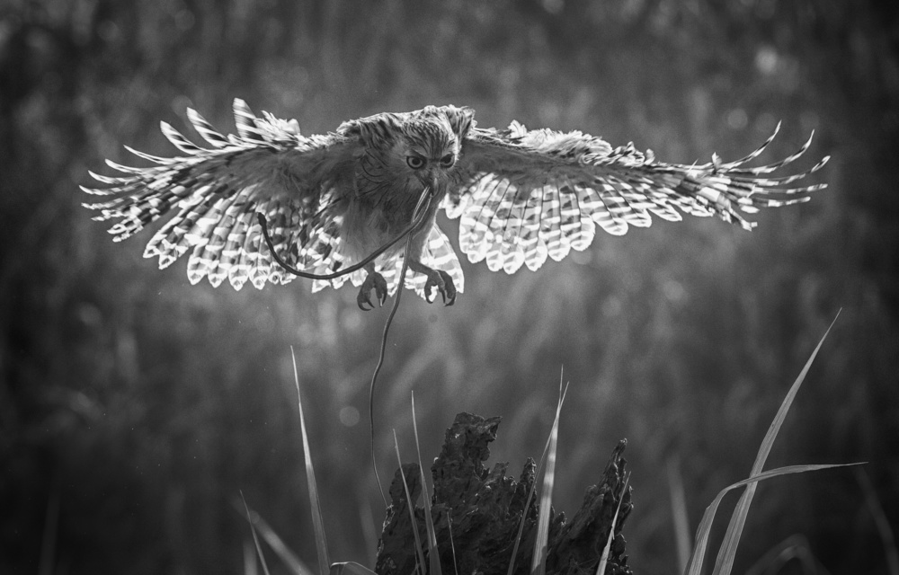 Breakfast von Angela Muliani Hartojo