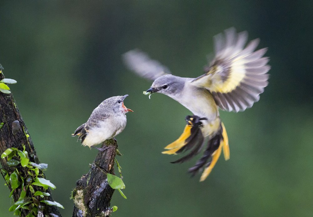 Breakfast von Angela Muliani Hartojo