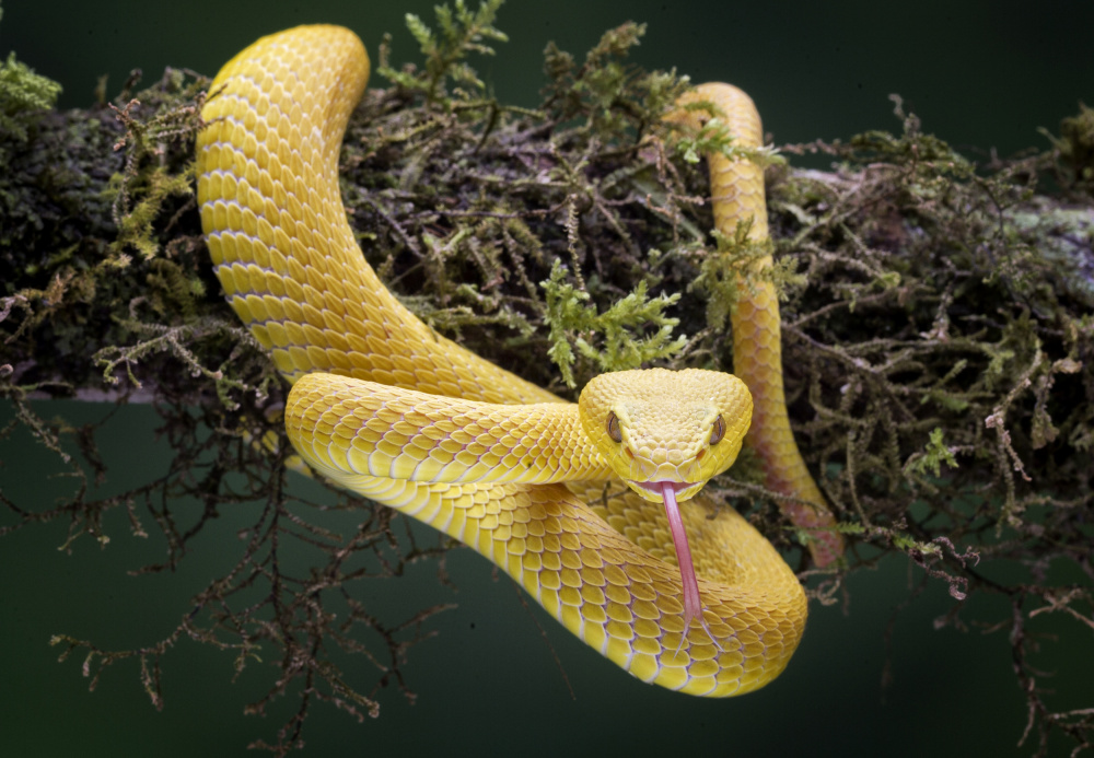 Yellow Viper von Angela Muliani Hartojo