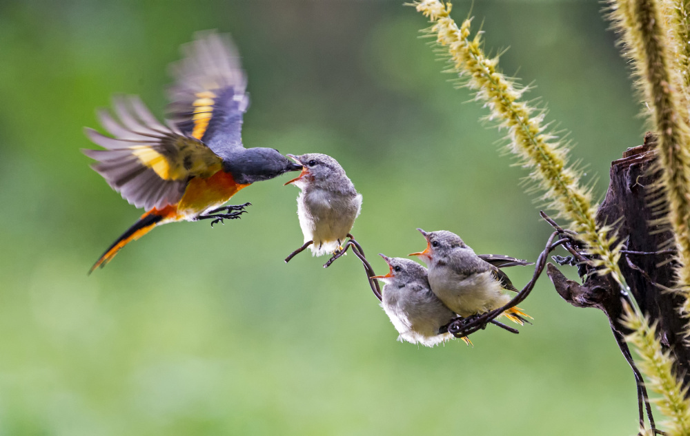 Hungry von Angela Muliani Hartojo