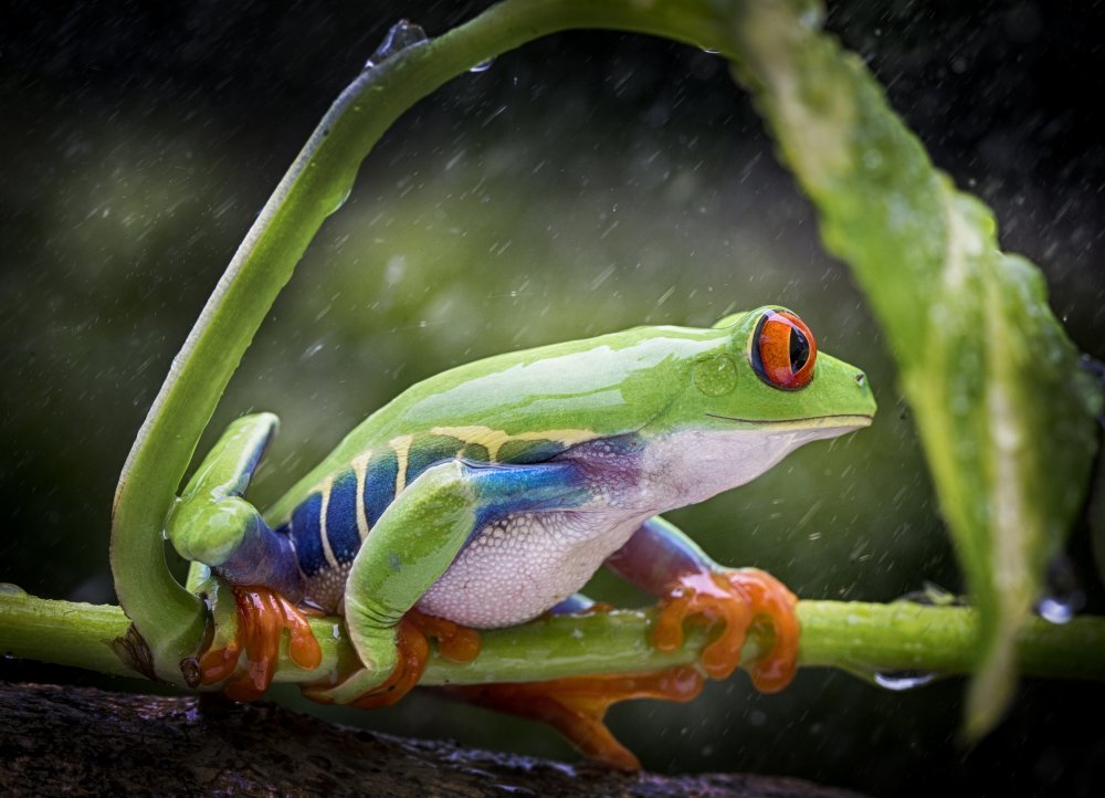 Waiting for the Rain to stop von Angela Muliani Hartojo