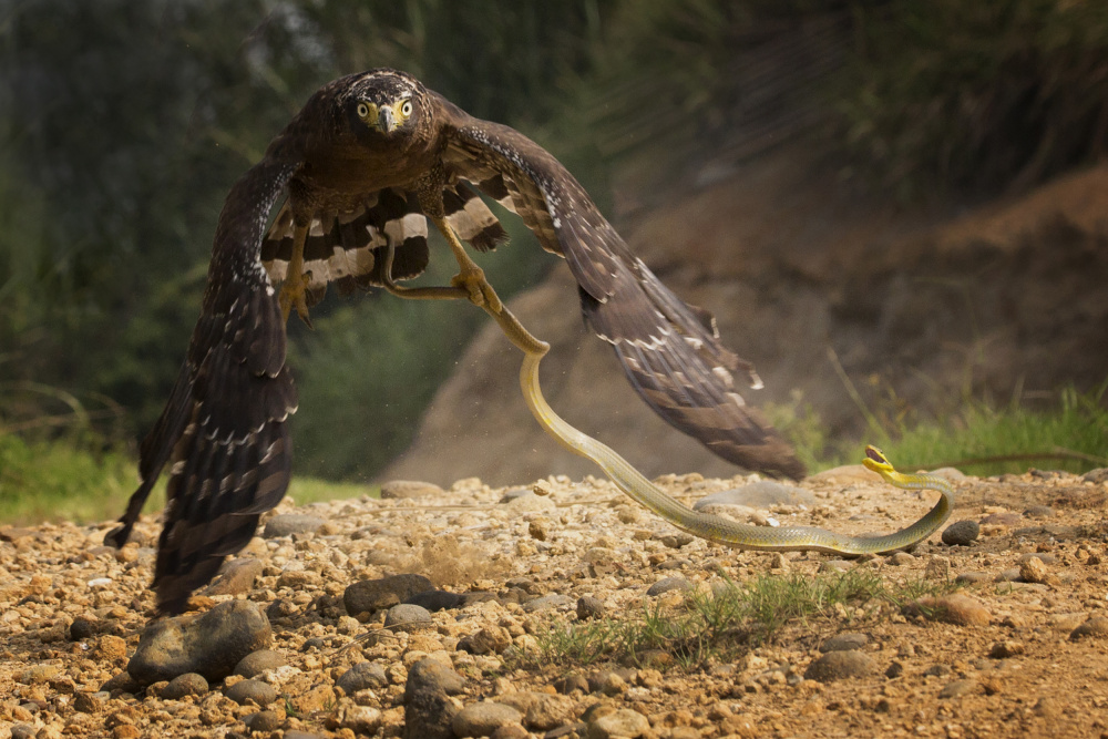 Fight von Angela Muliani Hartojo