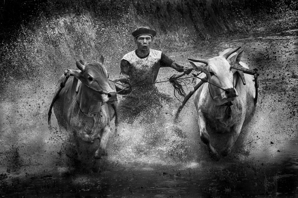 Cow Race von Angela Muliani Hartojo