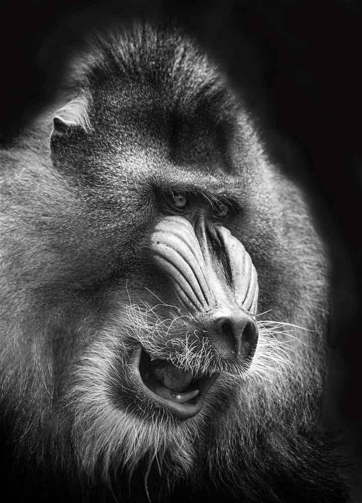 Mandrill von Angela Muliani Hartojo