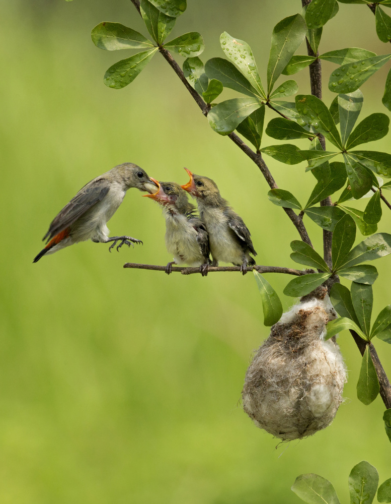 Mothers Love 2 von Angela Muliani Hartojo