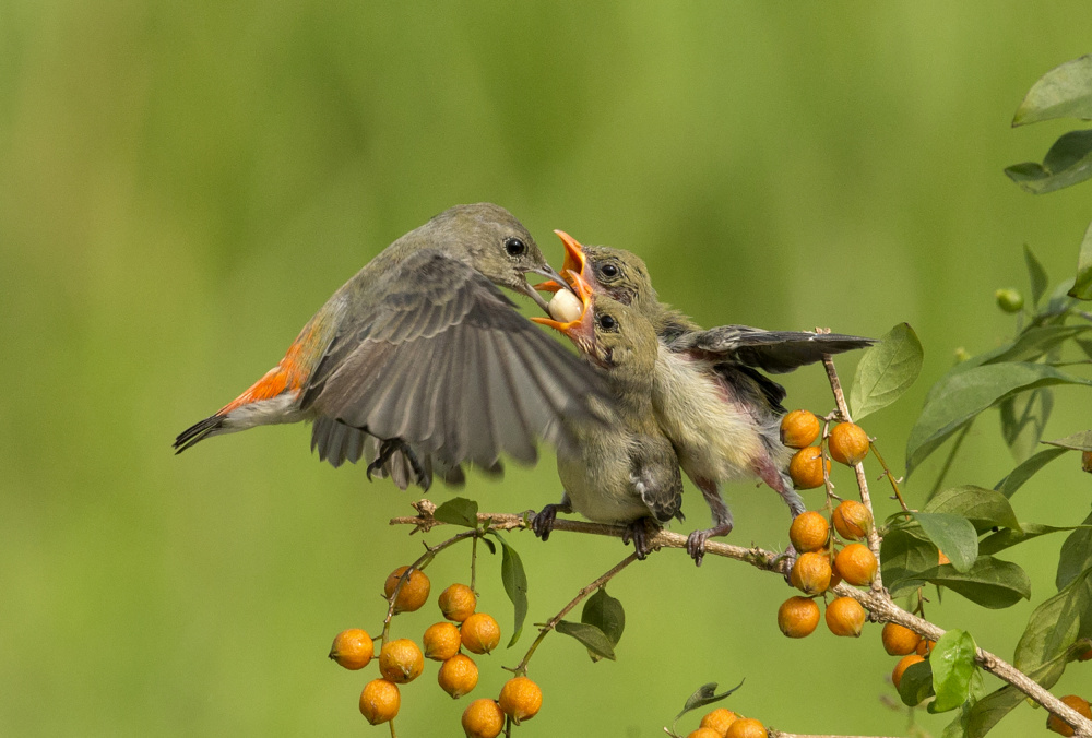 Mothers Love von Angela Muliani Hartojo