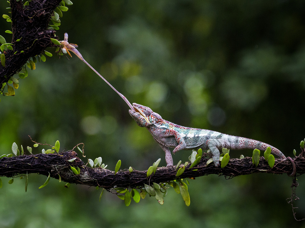 Panther Chameleon von Angela Muliani Hartojo