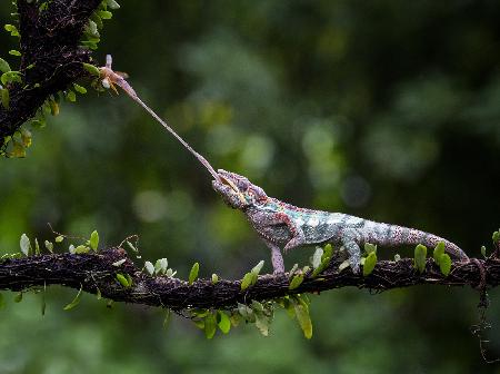 Panther Chameleon