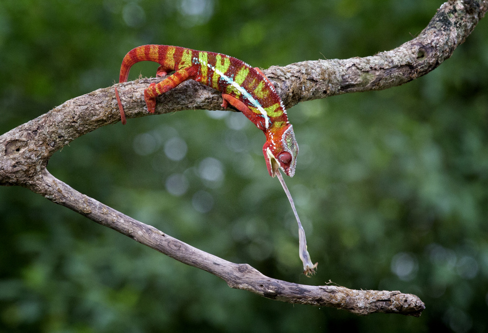 Panther Chameleon von Angela Muliani Hartojo