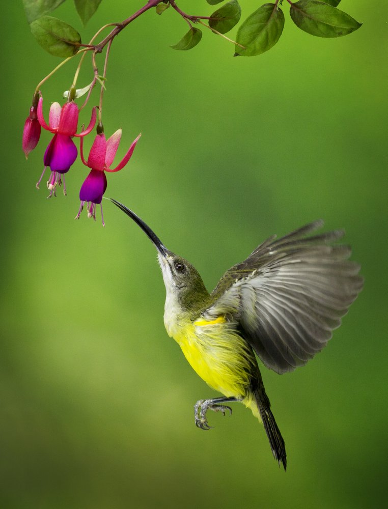 Pijantung Sunbird von Angela Muliani Hartojo