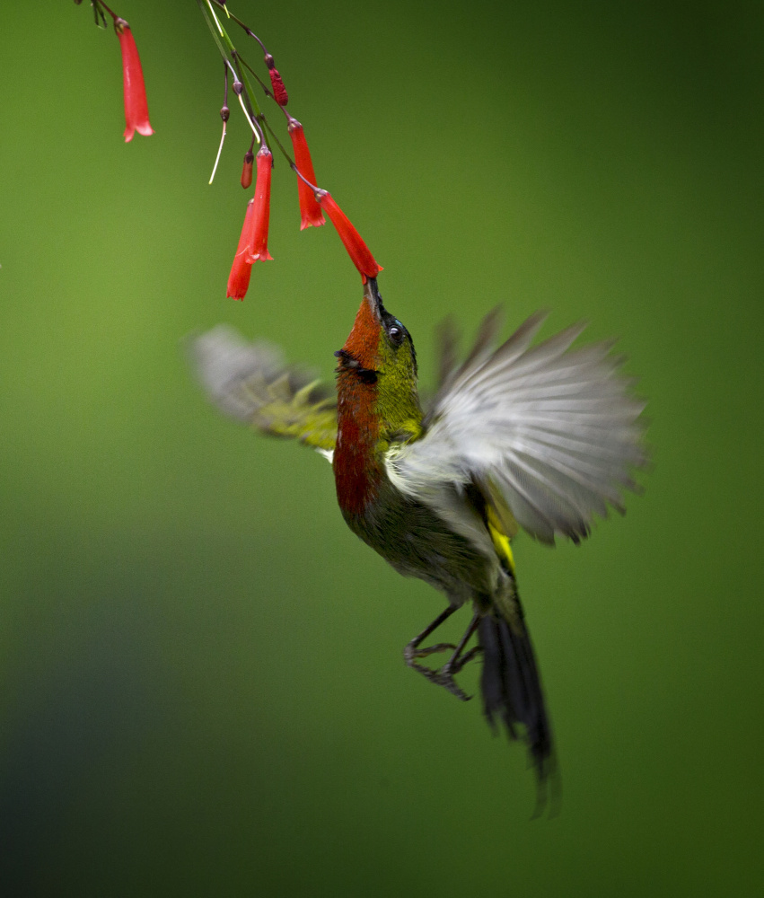 Sunbird 2 von Angela Muliani Hartojo