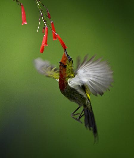 Sunbird 2