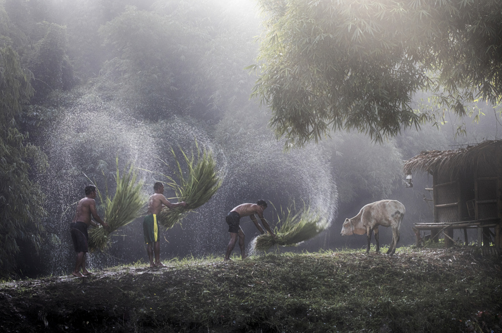 Drying Grass von Angela Muliani Hartojo