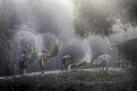 Drying Grass