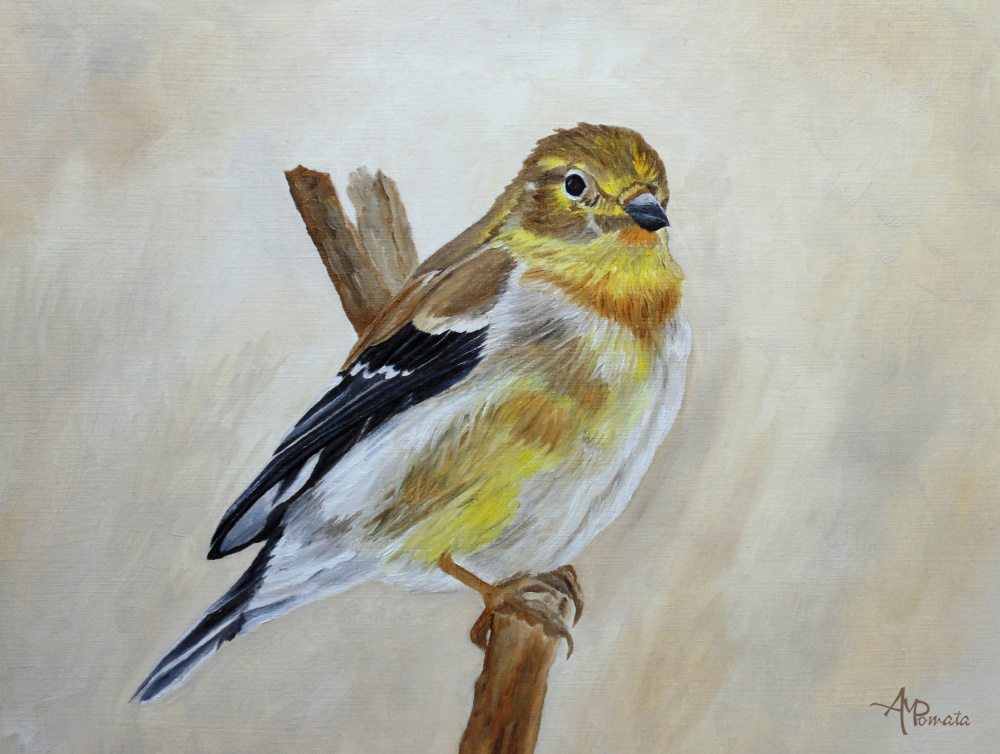 American Goldfinch Portrait von Angeles M. Pomata