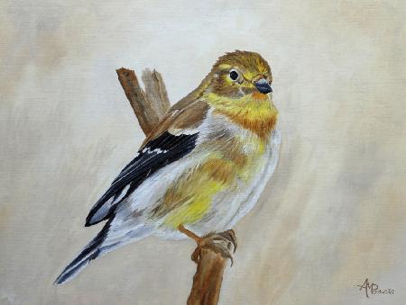 American Goldfinch Portrait