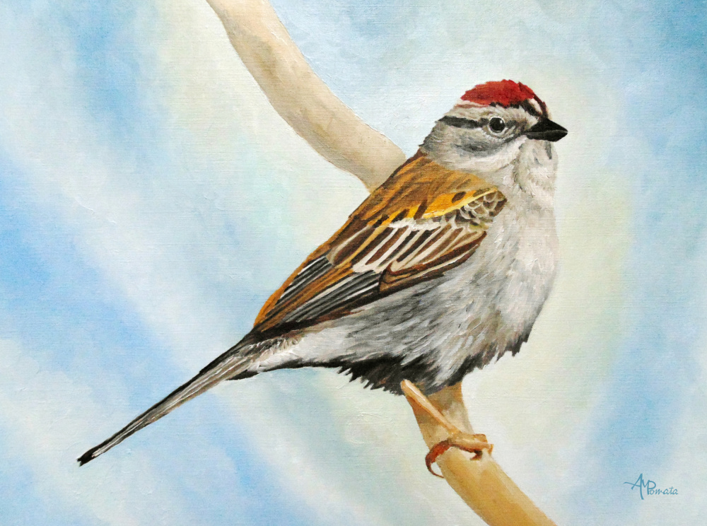 Chiping Sparrow von Angeles M. Pomata