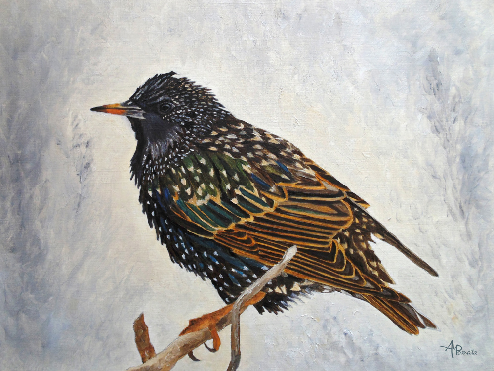 Wrapped Up   European Starling von Angeles M. Pomata