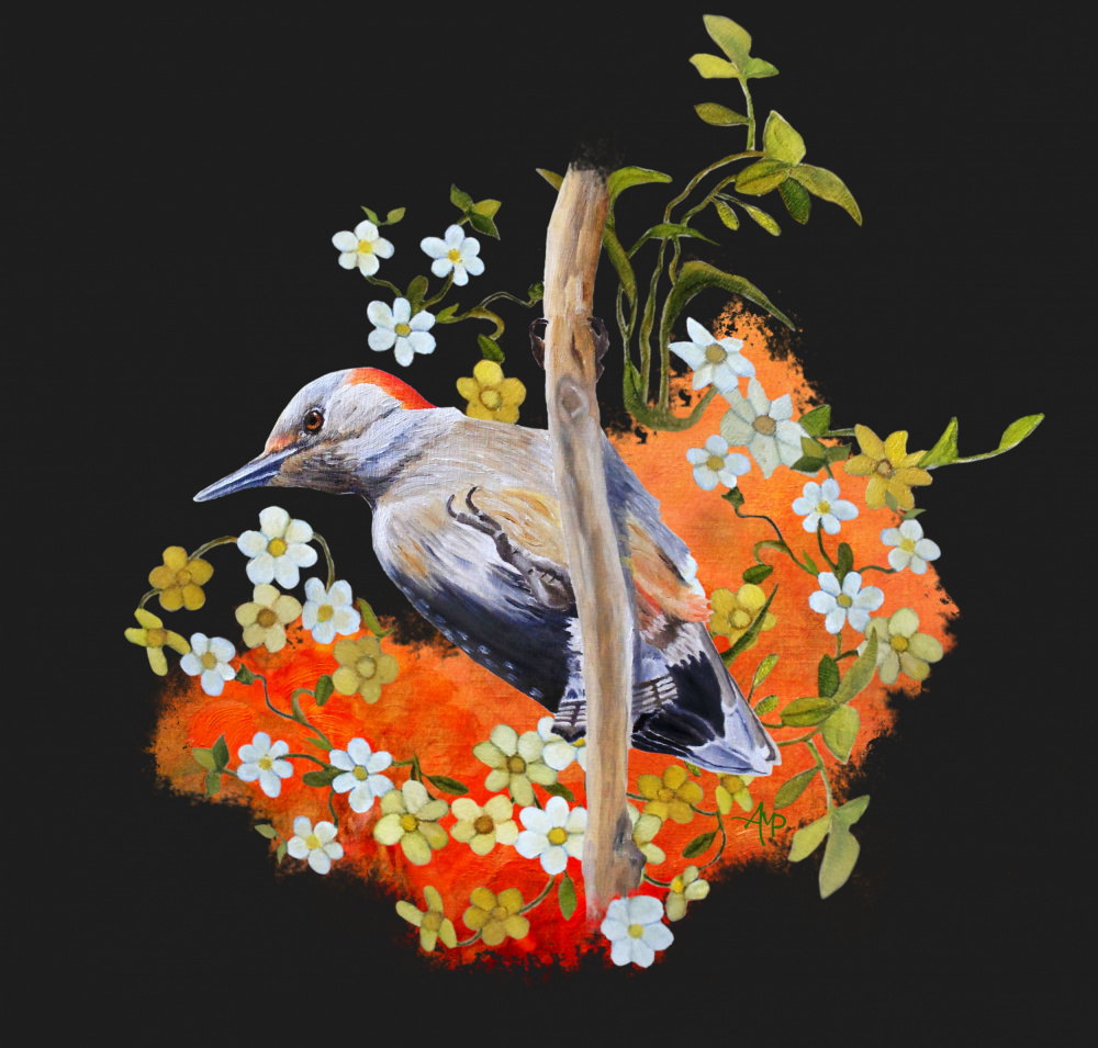 Gardenwatch Woodpecker.png von Angeles M. Pomata