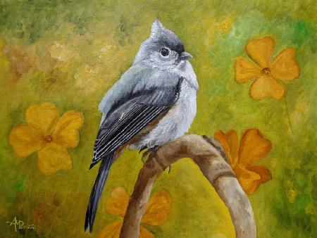 Big Eyed Tufted Titmouse