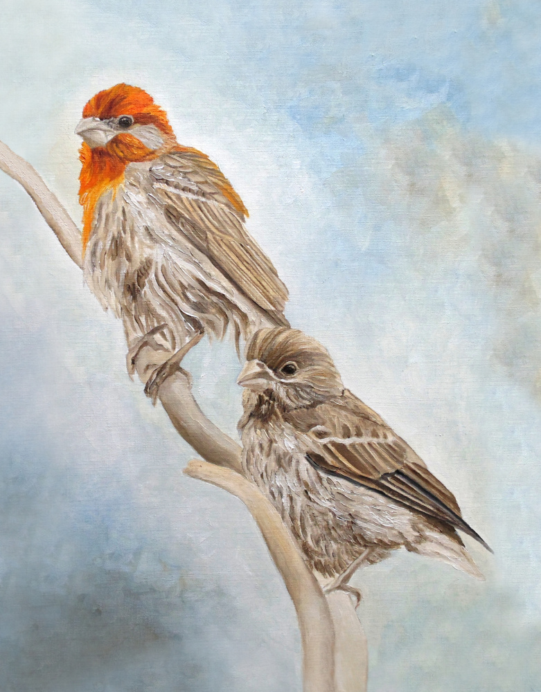 House Finch Couple von Angeles M. Pomata