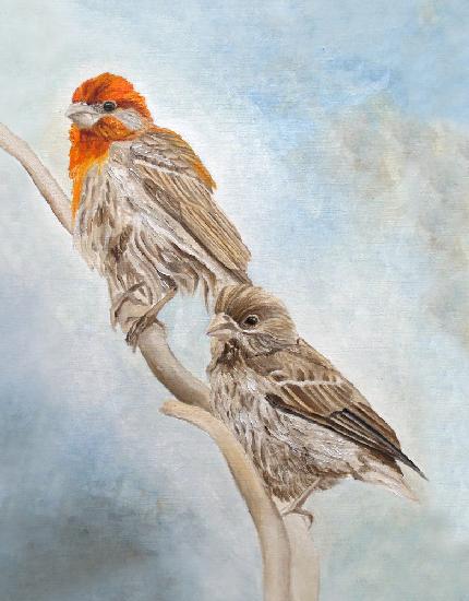 House Finch Couple